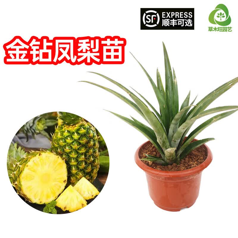 草木旺台湾凤梨苗金钻西瓜凤梨果苗手撕凤梨苗种苗无眼菠萝苗地菠萝果苗 金钻凤梨种苗 高度：40公分左右高性价比高么？