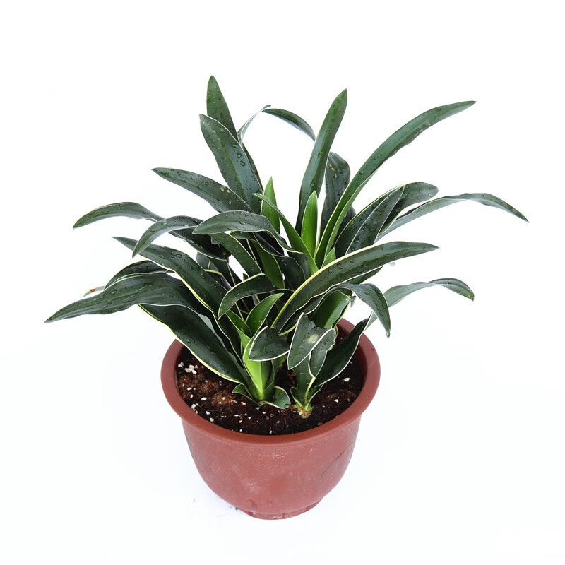 银边四季常青绿植吉祥草植物室内好养易活 银边万年青两株组合盆栽 不