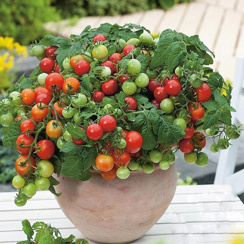 盆栽红小番茄种子原装约200粒