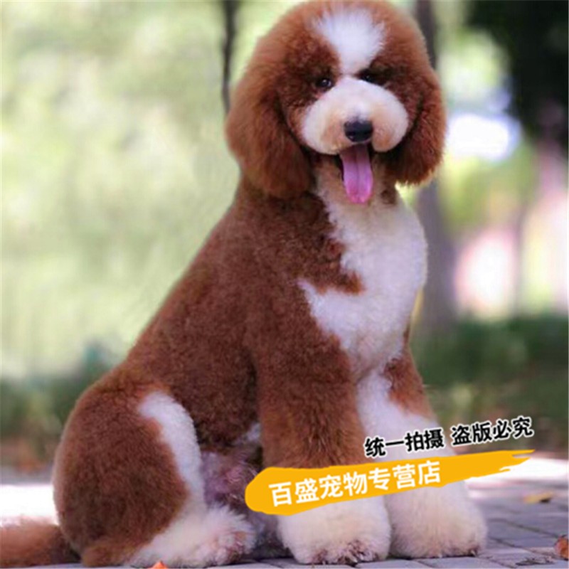 巨型贵宾犬 幼犬 巨贵犬幼犬活体 红色 白色巨贵活体宠物狗狗 赛级 1