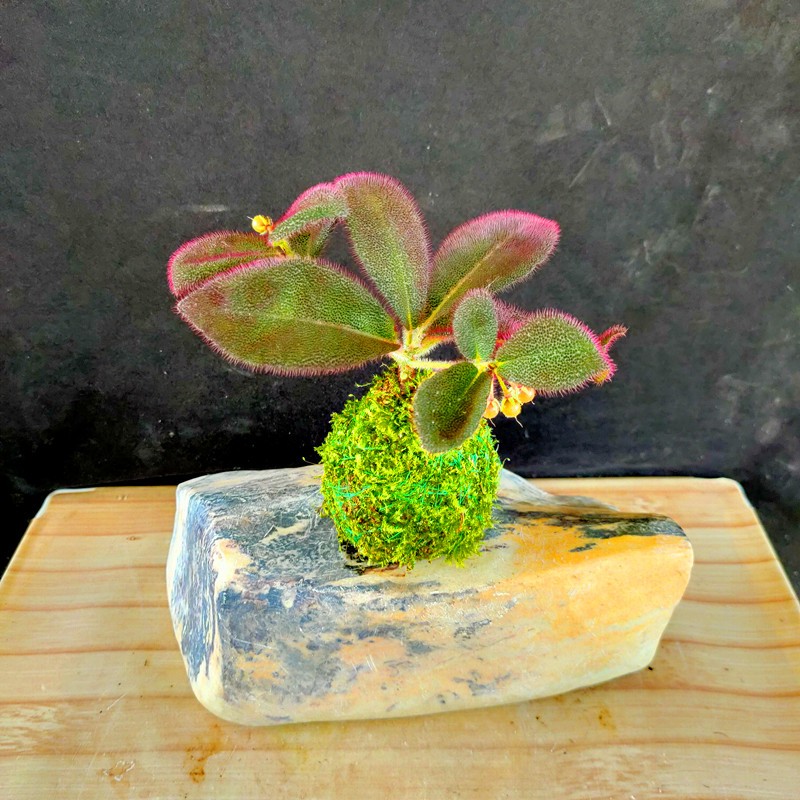 药用及观赏野生虎舌红苗盆栽植物药材虎舌红盆栽带果办公室室内好养