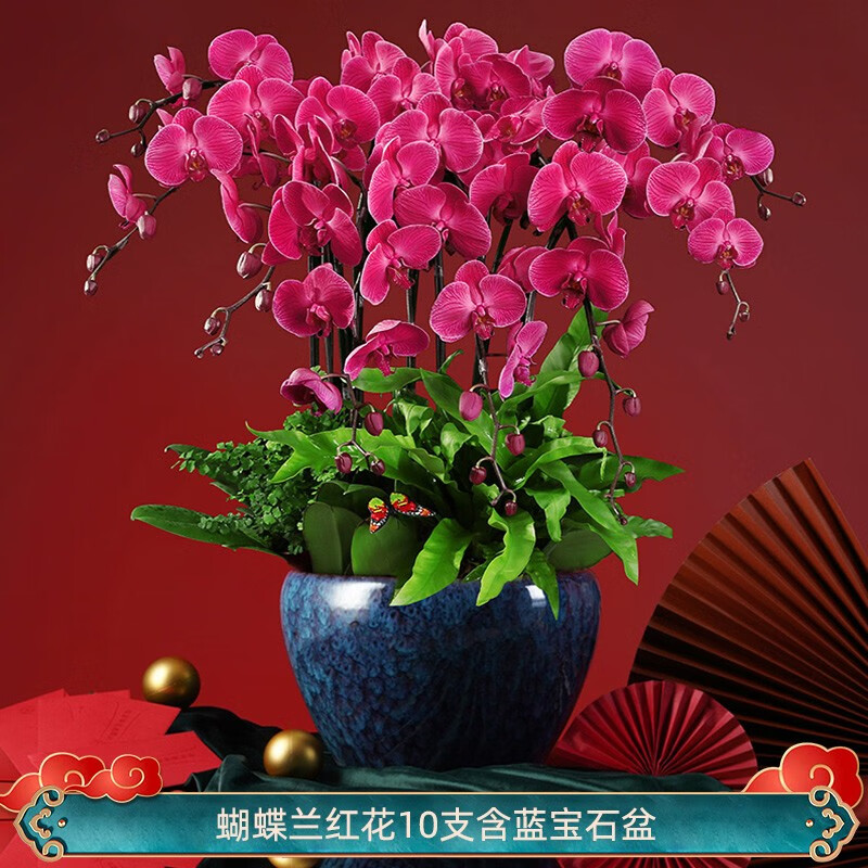 花城水调特级大蝴蝶兰盆栽带花带盆鲜花送礼大型花卉绿植高档植物真