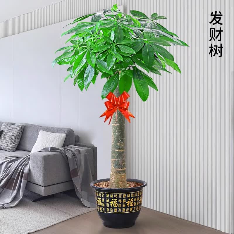 静黛轩发财树盆栽室内好养大型招财树绿植客厅办公室乔迁开业植物大盆景 1.7-1.8米 独杆款【福字盆】 含盆怎么样,好用不?