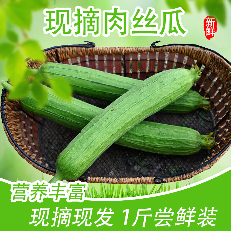 皓谦 新鲜丝瓜本地农家自产绿瓜蔬菜皮薄肉厚蜜蜂授粉露天种植肉丝瓜