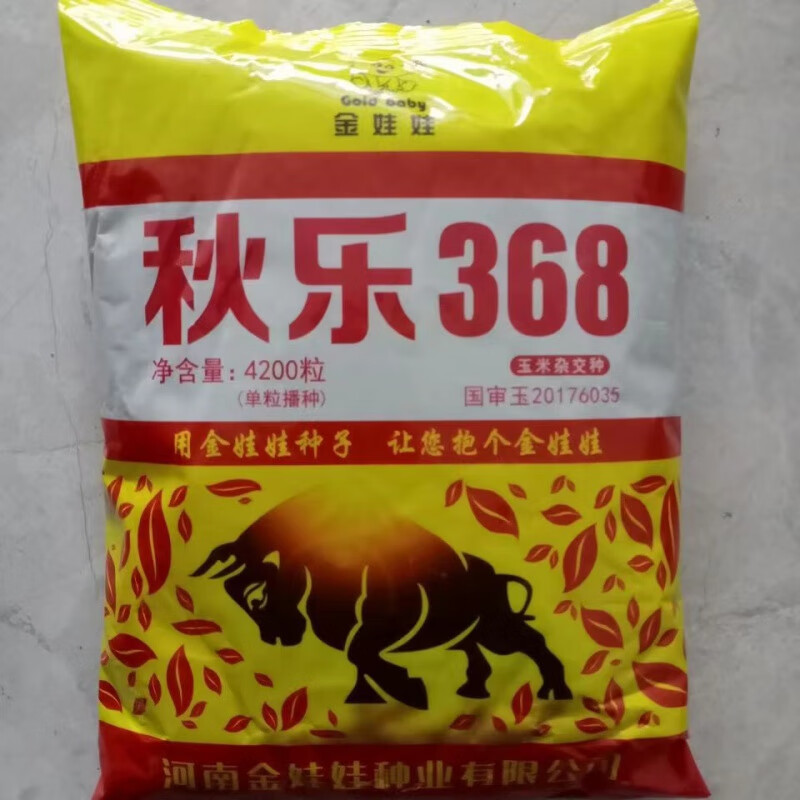 审玉米种子杂交矮秆抗旱耐涝抗倒伏丰产玉米种 丰产抗倒大棒王4200粒