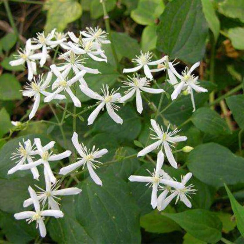 东北铁线莲中植物威灵仙种苗山野菜山辣椒秧种子盆栽地栽四季 种子100