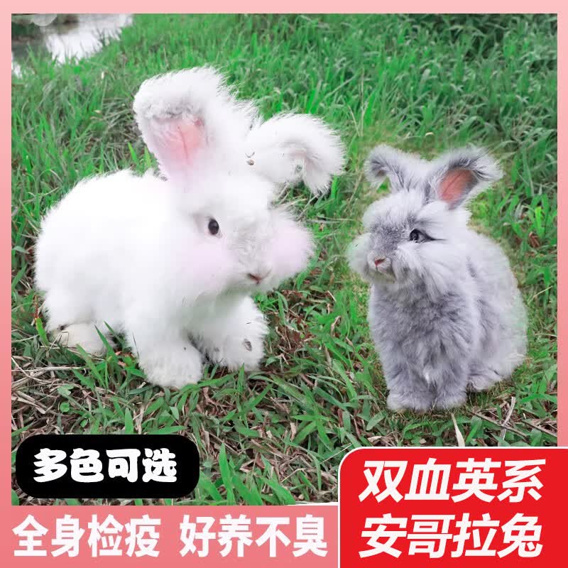 英系彩色长毛巨型安哥拉兔子宠物活物垂耳猫猫茶杯体侏儒兔双血统