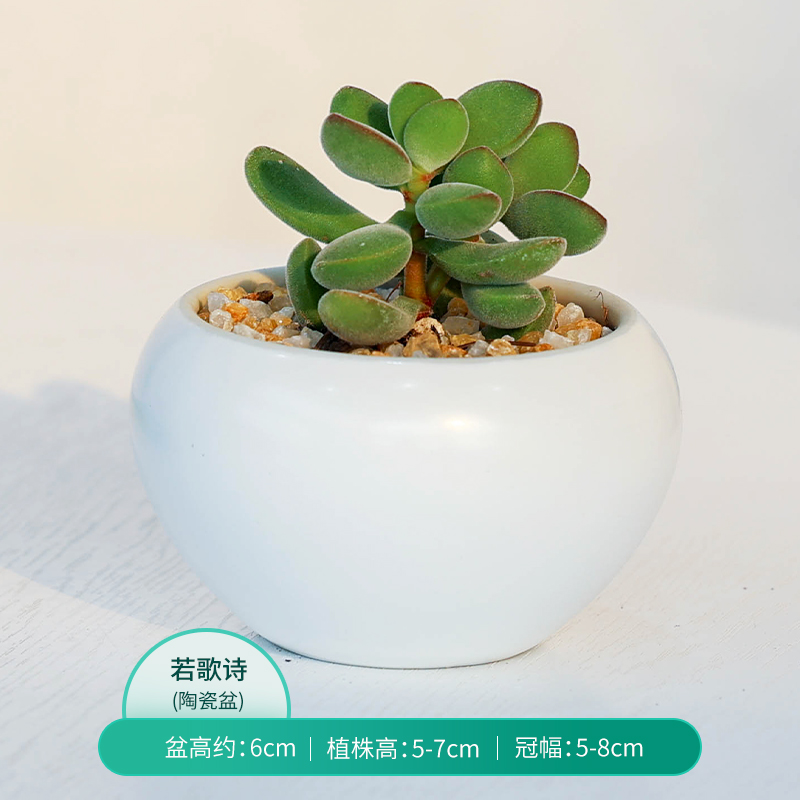 肉肉植物室内办公室桌面绿植好养活含盆带土 若歌诗 白色亮光陶瓷盆