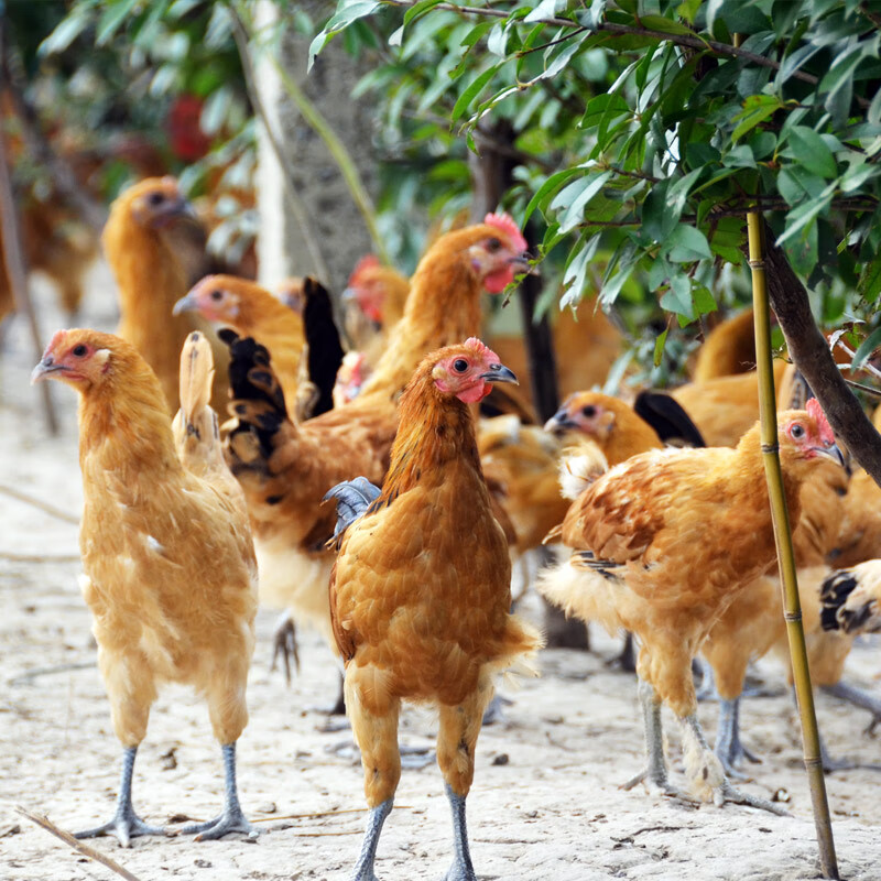 鲜物湾正宗农家散养未打鸣童子鸡  仔鸡 土鸡 现杀鸡肉 1只小公鸡(未