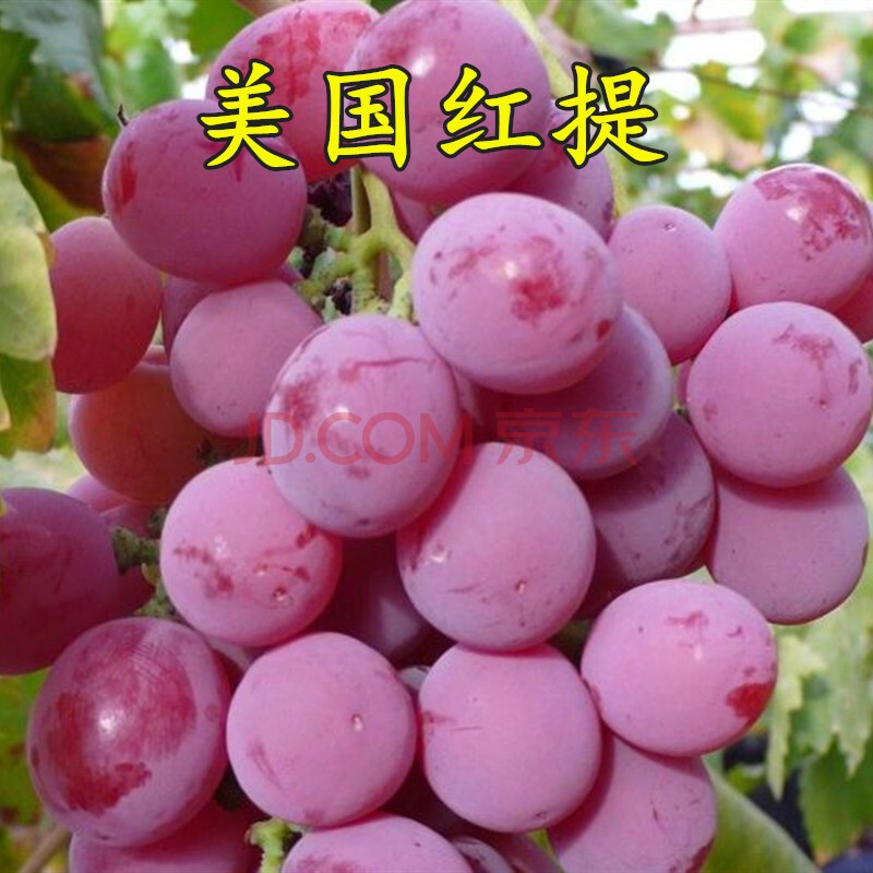 花嫁衣红提苗无籽红提子苗红提葡萄树苗盆栽地栽当年结果葡萄苗葡萄