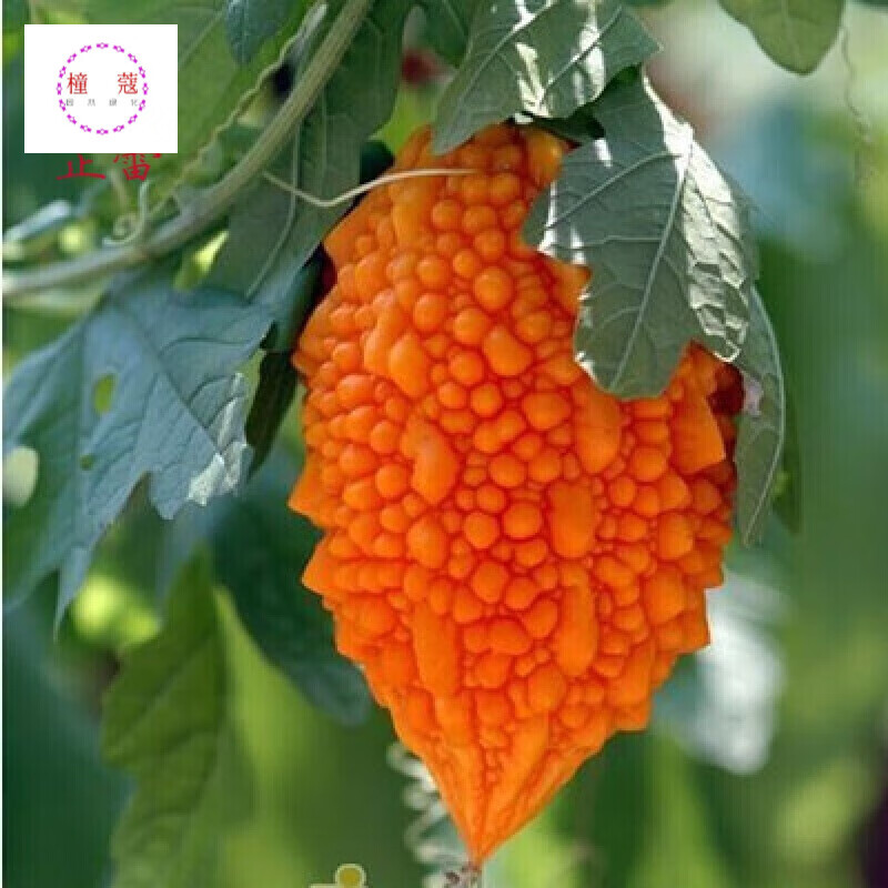 小濑瓜种子 赖葡萄种子 金铃子可阳台种植的蔬果种子6粒