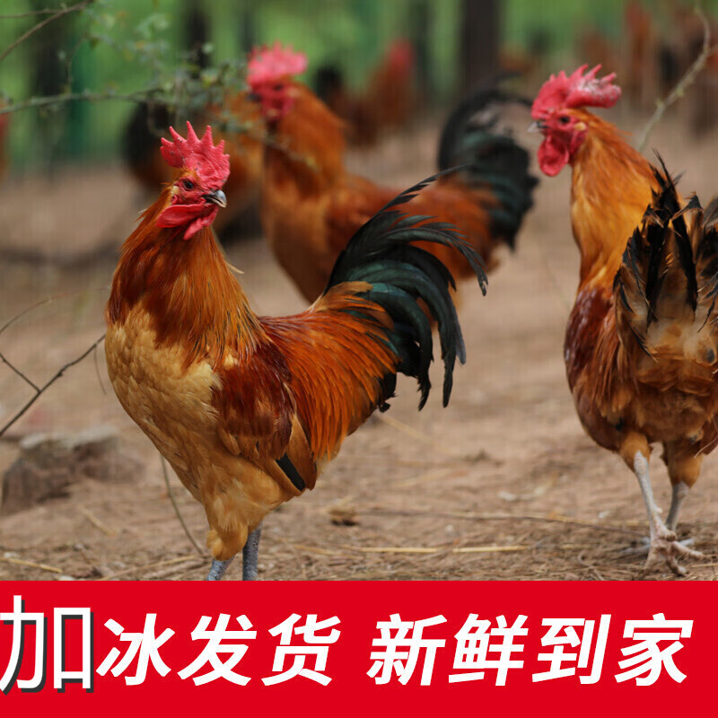 大公鸡农家散养土公鸡草鸡土鸡现杀1800克-2000克