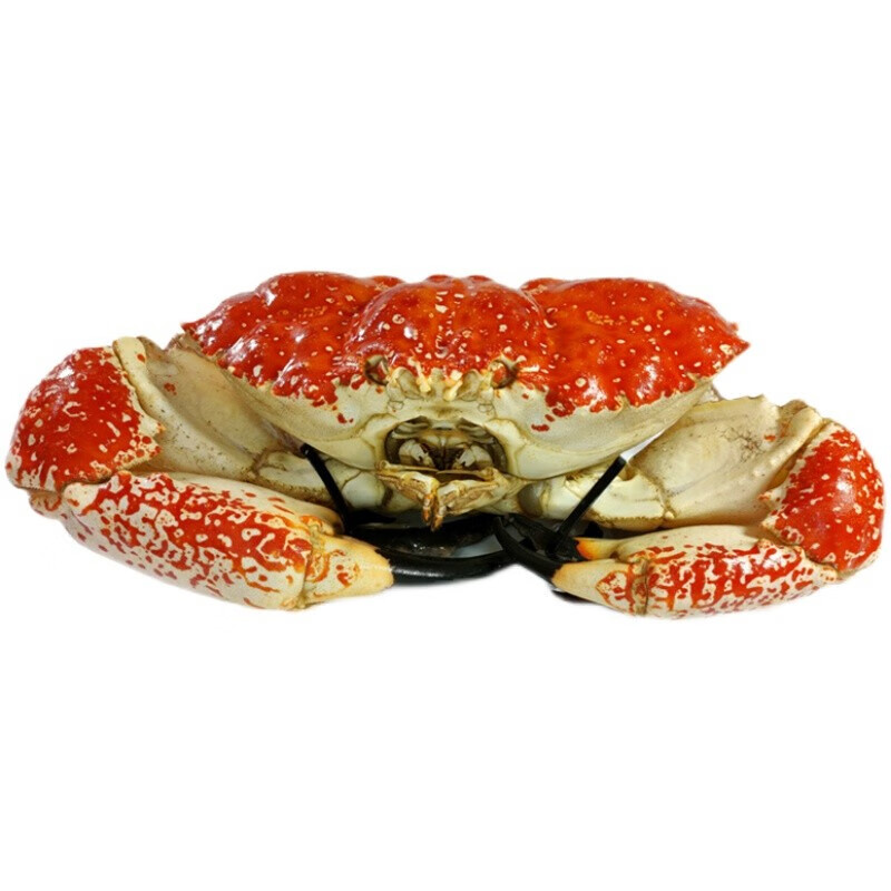 【活鲜】 鲜活澳洲皇帝蟹巨蟹拟滨蟹超大螃蟹进口海鲜水产帝皇蟹 8.0-8.5斤/1只