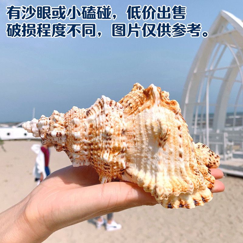 大海螺大石号螺天然贝壳大海螺鱼缸造景水族装饰佛教摆件 小破损 石号