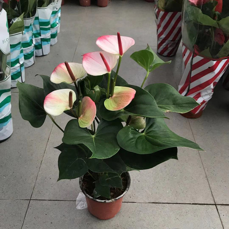 红掌花卉植物室内花梦幻彩掌白掌粉掌盆栽大盆四季开花不断 红唇彩掌