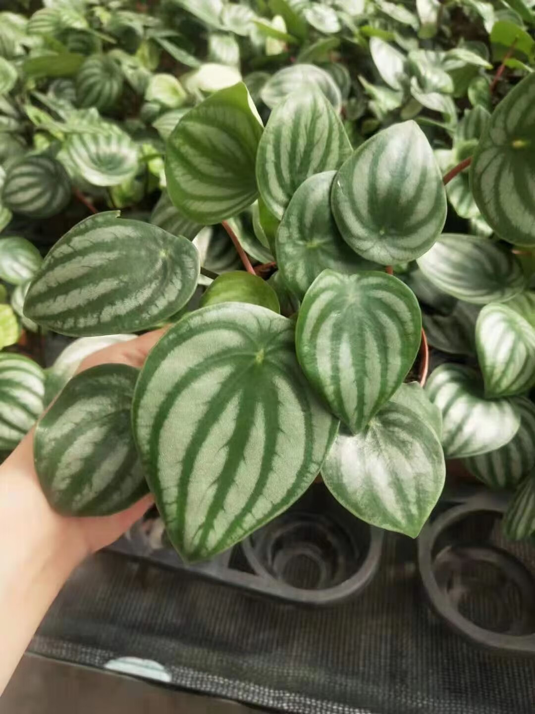 西瓜皮椒草盆栽豆瓣绿绿植室内植物花卉锦叶斑马椒草夏季 西瓜皮(育苗