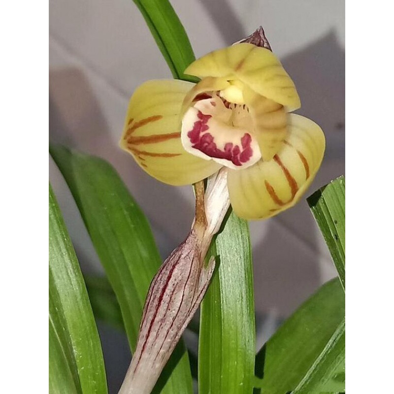 当年开花兰花苗盆栽莲瓣兰  复兴荷 客厅绿植花卉兰花 露天养殖 组培3