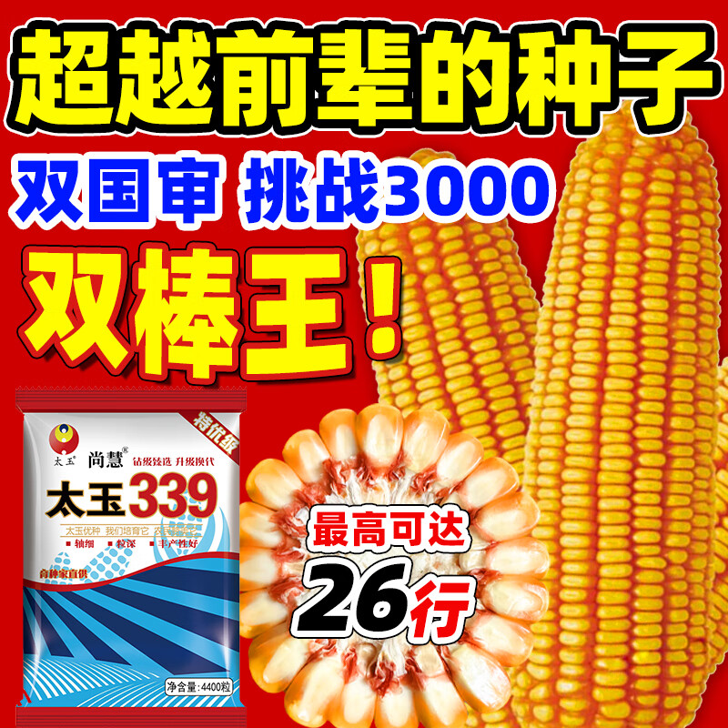 麦基乐丰产玉米种子太玉339矮杆红轴大棒子抗倒伏种子大全苞谷苞米 4