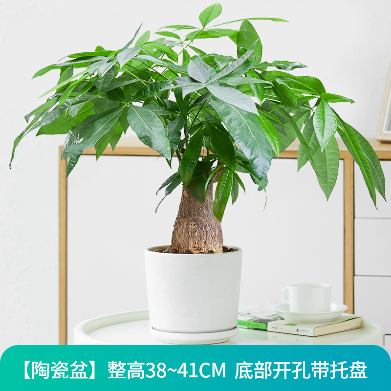 发财树盆栽树桩招财花卉绿植物室内四季常青客厅办公室大号金钱树