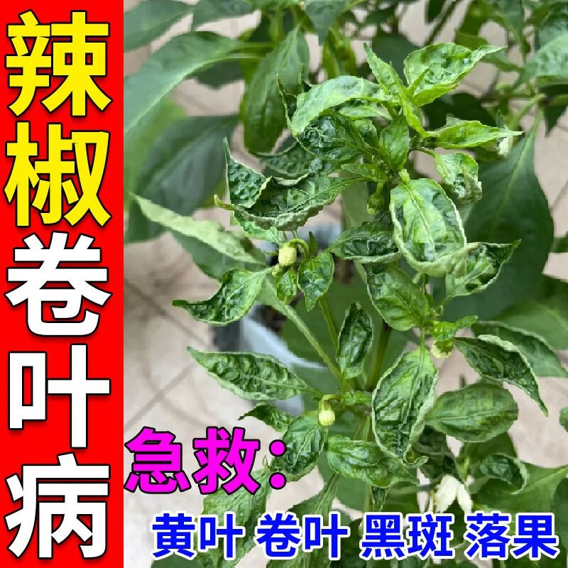 辣椒疫病清病毒病杀菌药蔬菜花叶病全清灵卷叶病专用药 【1袋装】再送