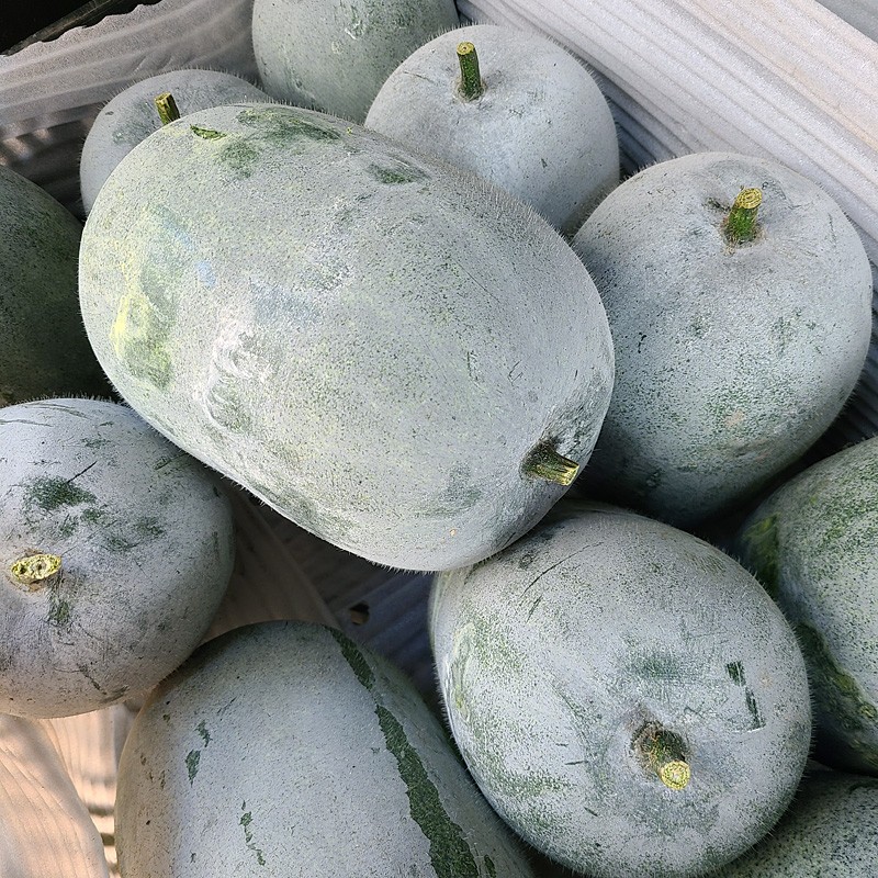 果然有美云南小冬瓜现摘 迷你冬瓜新鲜蔬菜 挂霜冬瓜蔬菜批发 1个装