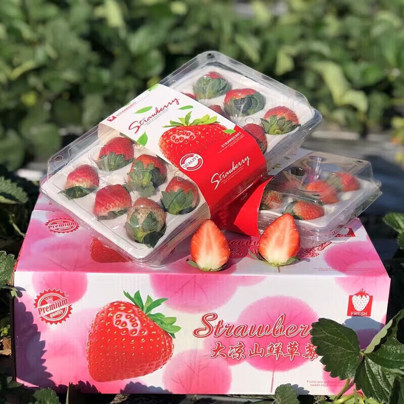 勿语精选大凉山露天种植新鲜草莓现摘现发 农家草莓产地直发10年老店 4盒中大果单果12g+ (44-80枚)净重2.1-2.6斤