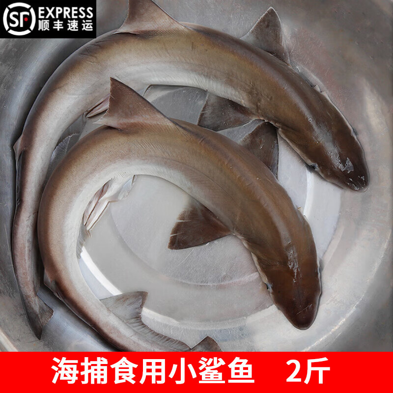 十里馋新鲜小鲨鱼食用鲨鱼鲜活急冻海鲜水产鱼类冰鲜海产品非白鲨鱼 1