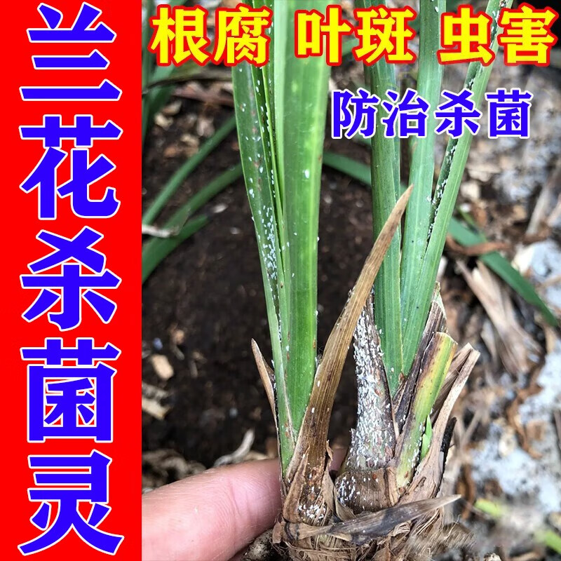 兰花兰草专用杀虫杀菌药剂白斑病烂根黑斑黄叶枯叶专用消毒杀虫药 三