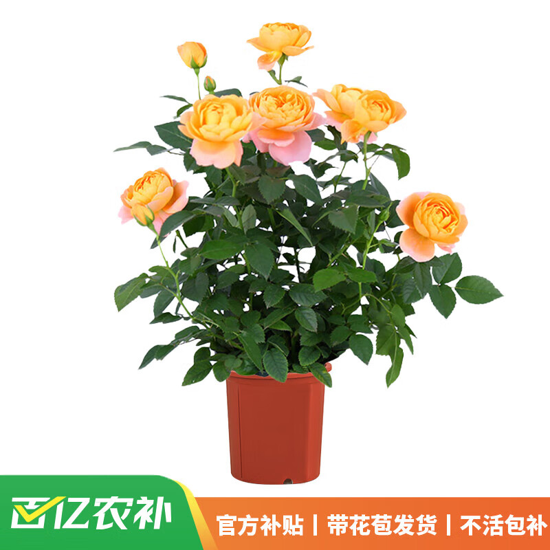 ���ڲ��������Ź�֭��̨�¼����Ի����ش��ļ�������õ���������ֲ̨����֭ [����������]��֭��̨180#��