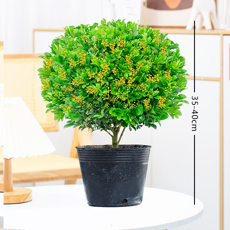 米兰花盆栽花卉植物室内四季开花带花苞浓香好养老桩盆景阳台绿植