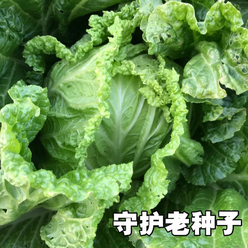 非转基因 可留种 土大白菜种子100粒