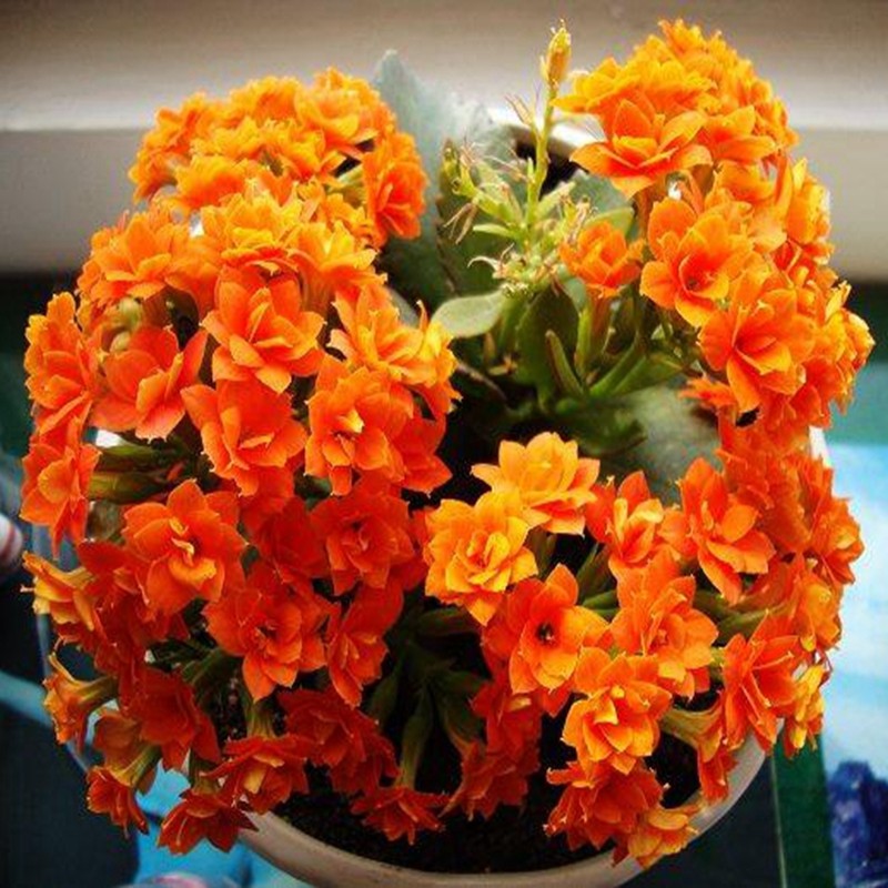 多肉植物长寿花盆栽绿巴黎重瓣花苗室内阳台花卉 长色橙色一盆(带花苞