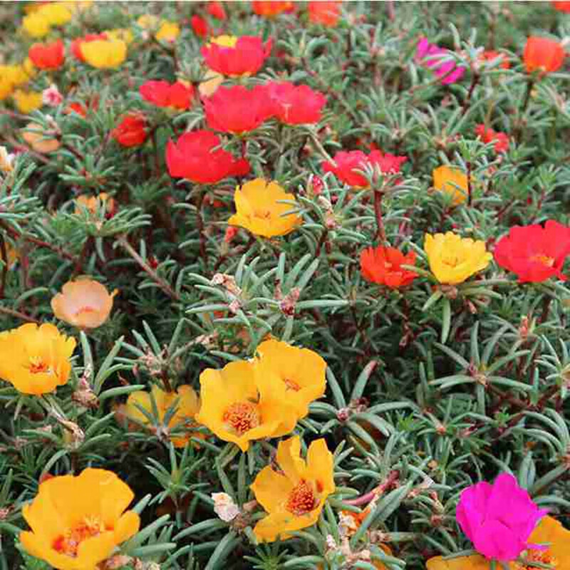 花琴 半枝莲种子波斯菊花种子格桑花种籽子四季开花易活花籽庭院室外