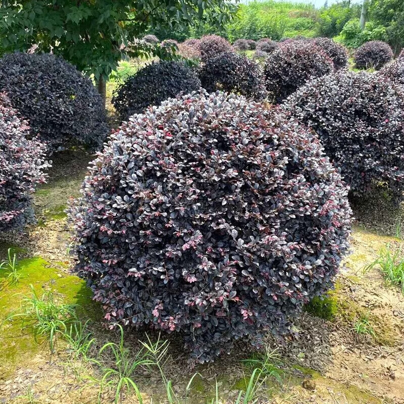 红花继木球 红花继木树苗当年开花四季常青 别墅庭院绿化苗木红花檵木