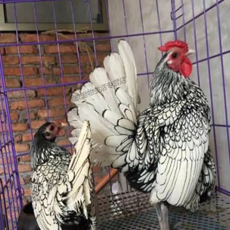 七叶岛观赏波兰鸡波澜鸡青年大青年种蛋雏鸡幼鸡宠物鸡小体型鸡 纯种