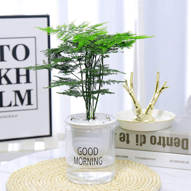 花友 品牌报价图片优惠券 花友品牌优惠商品大全推荐降序 虎窝购 花友 品牌报价图片优惠券 花友品牌优惠商品大全推荐降序 虎窝购