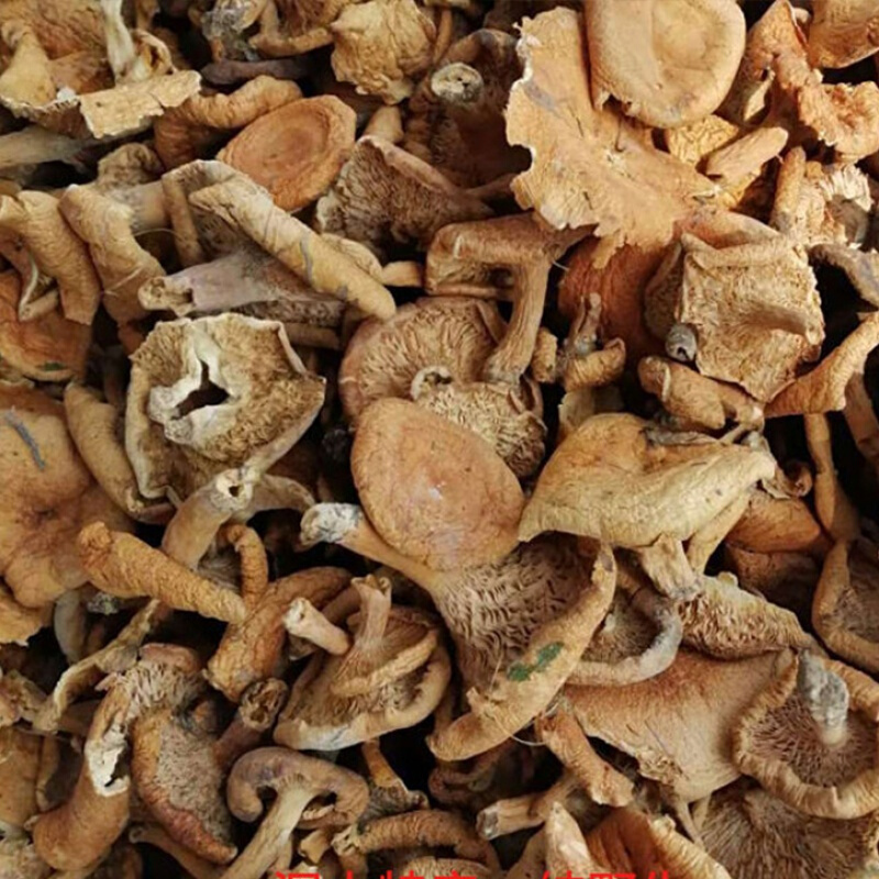 tlxt野生松树菌寒菌松菇松乳菇枞菌野生菌干货天鹅菌红菇 干枞菌250克