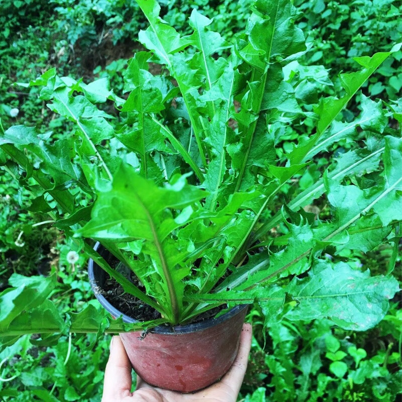 野生蒲公英种苗 婆婆丁食用花卉四季苗 盆景盆栽 带盆发货 一棵带盆