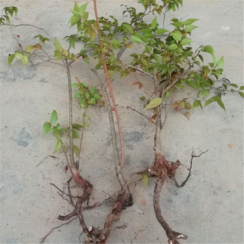 乌饭树苗树桩 乌饭桩 小老桩 南烛树 大苗小苗叶子黑米饭染料 乌饭树