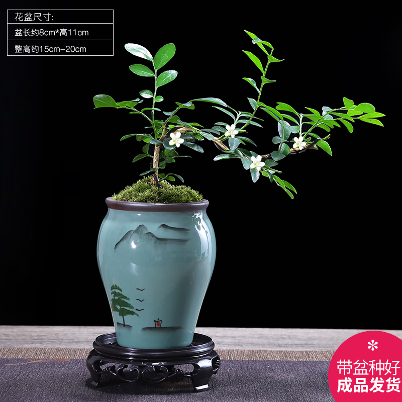 幼薇小叶飘枝九里香盆栽中式盆景室内办公室书房植物四季常青装饰摆件 九里香悬崖桩+山水画瓷盆+圆底盘 带盆栽好
