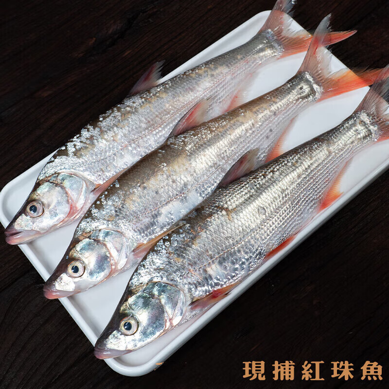 lism开江鱼红珠鱼红梢子尖头红梢红尾新鲜红尾鱼翘嘴现捕食用鲜活