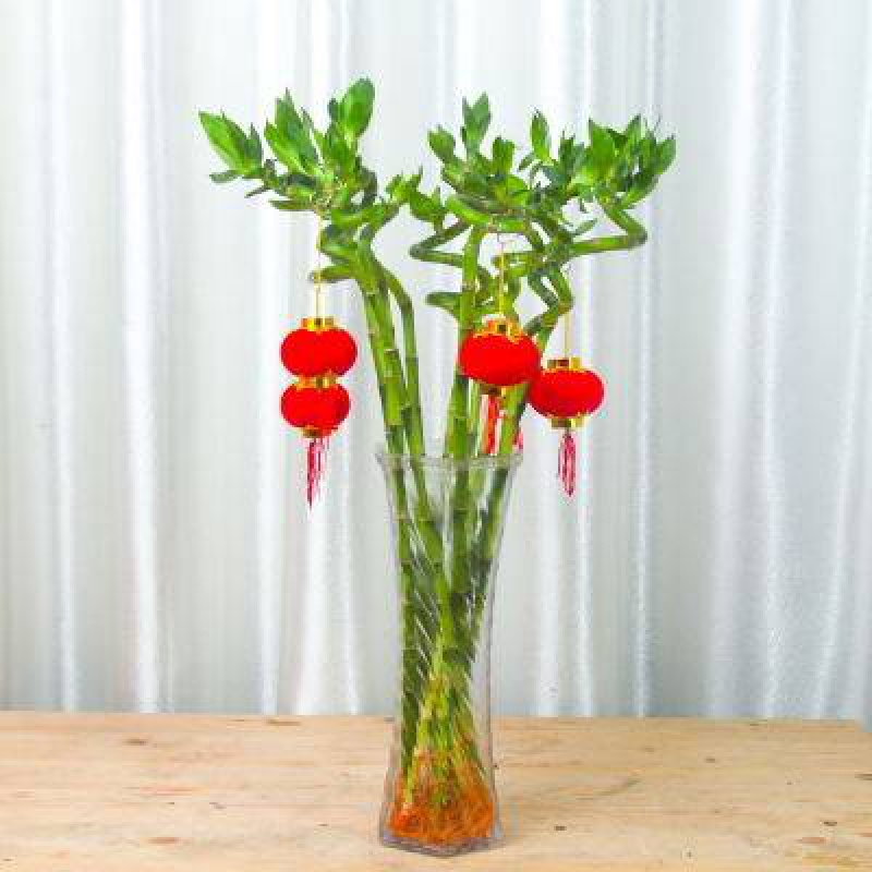 黛萝莉水培植物转运开运竹花卉绿植盆栽绿萝室内花客厅水养节节高