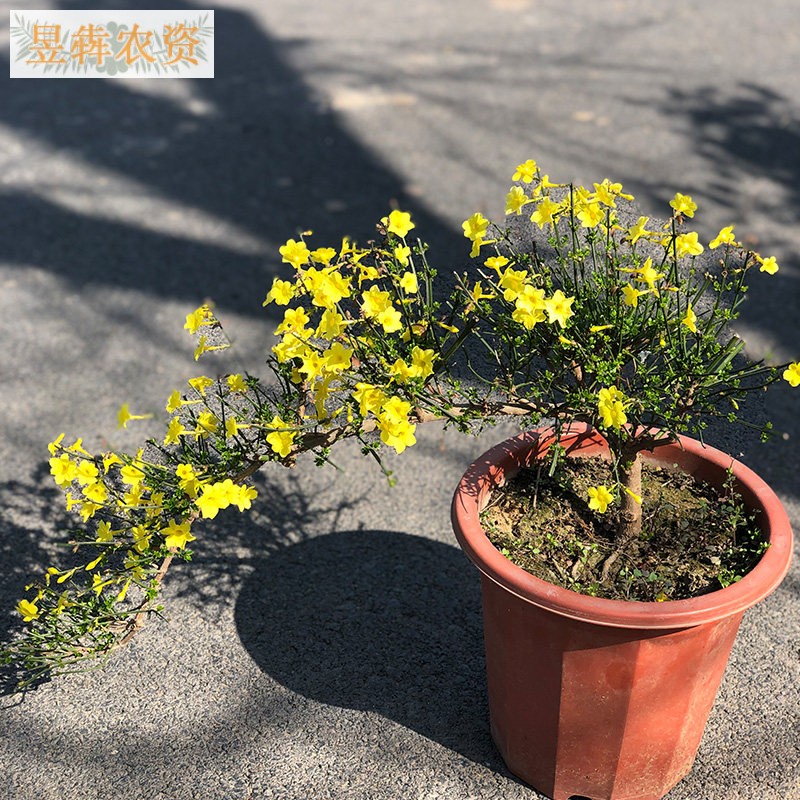 1棵迎春花盆栽盆景老桩树苗 庭院室外耐寒植物 室内客厅四季花卉 】