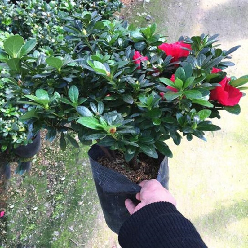 御泉湾吊兰绿植盆栽 室内苗木室内盆栽垂吊花卉 植物花卉盆栽 杜鹃