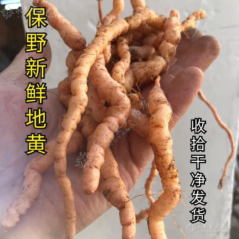 药店直售河南野生细地黄根捣碎打汁新鲜地黄保证质量野生地黄zmt 中粗