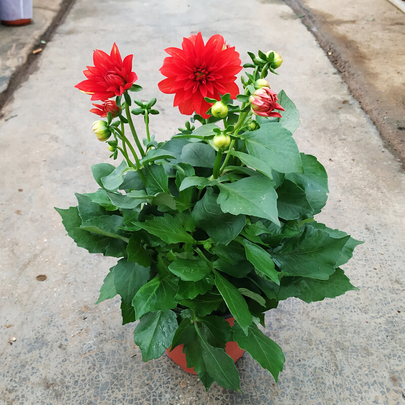 黛萝莉重瓣大丽花盆栽带花苞发货四季开花阳台庭院花苗 玫红色 含盆