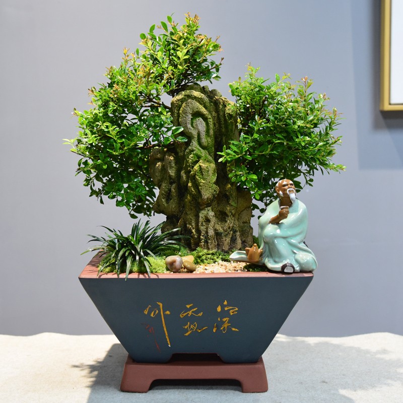 自然空间老树桩小叶赤楠盆景