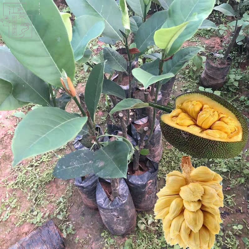 嫁接苗海南菠萝蜜带土带叶四季结果广西发货水果树苗 2年榴莲蜜嫁接苗