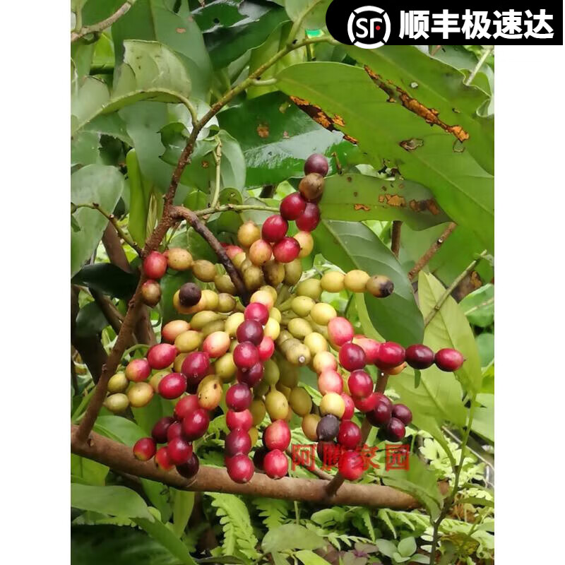 姒桀观花观果绿植假鹰爪一串珠鸡爪风酒饼叶鹰爪兰酒饼藤香水花依兰香