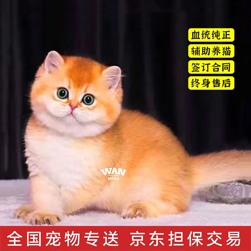 猫咪活体京东商品历史价格查询|猫咪活体价格历史